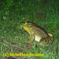 /home//u458753944/public_html/sourcegallery///////////////////////Frogs/More bullfrogs/P6180709.JPG